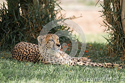 Closeup of a cheetah lying on the grass, looking bored Stock Photo