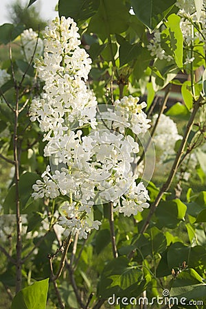 Closeup cherry blossom Stock Photo