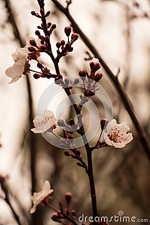 Closeup Cherry blossom Stock Photo