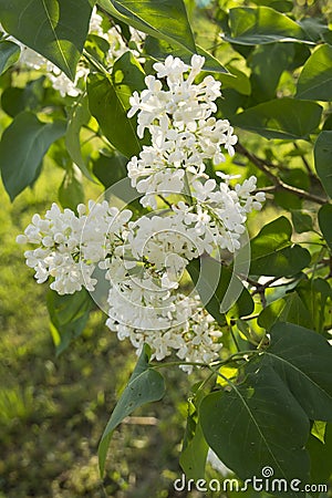 Closeup cherry blossom Stock Photo