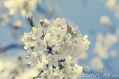 Closeup of cherry blossoms. Stock Photo