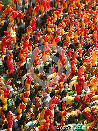Closeup chicken Stock Photo