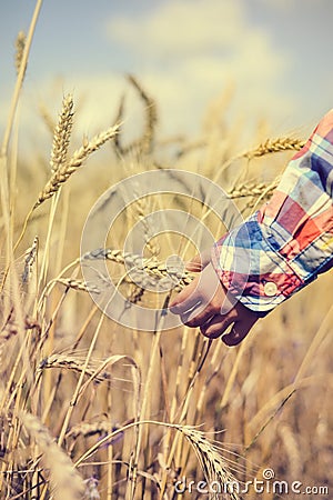 Closeup of child hand holding golden wheat spike Stock Photo