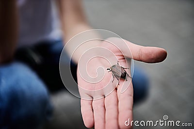 Closeup of children`s hand holding a spring beetle. May-bug Stock Photo