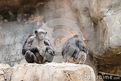 Closeup of chimpanzees sitting Stock Photo