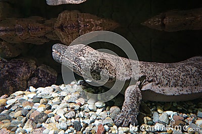 Closeup of a Chinese giant salamander with rocks in a background Stock Photo