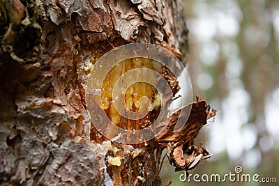 Closeup of a chunk out of a tree with tree sap seeping through the bark Stock Photo