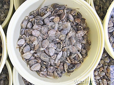 Closeup of Clams or Asari or Japanese littleneck in a bucket Stock Photo