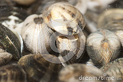 Closeup of clams soaked in water Stock Photo