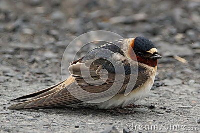 Closeup of Cliff Swallow bird on the ground Stock Photo