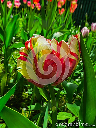 Closeup of a closed pastel rainbow-colored parrot tulip. Stock Photo