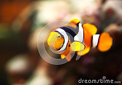 A closeup of a clown fish in a reef tank. Stock Photo