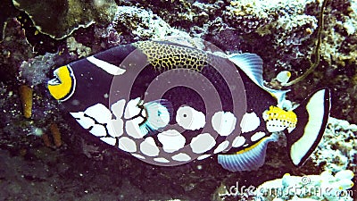 Closeup Clown Trigger Fish Balistoides conspisillum, Maldives. Stock Photo