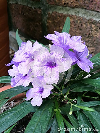 Cluster of purple waterkanon flowers Stock Photo