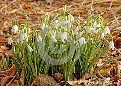 Snowdrop flowers or Galanthus, drooping bell shaped flowers in early Spring Stock Photo