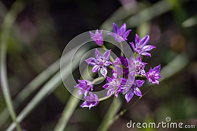 Closeup of a cluster of purple wild garlic Stock Photo