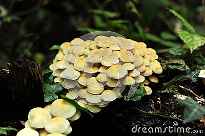 Closeup of a cluster of wild yellow mushrooms on a forest floor Stock Photo