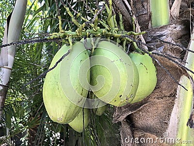 Coconuts Growing On Tree Stock Photo