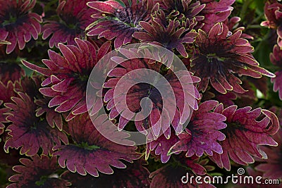 Closeup Coleus Forskohlii, Painted Nettle or Plectranthus scutellarioides is a Thai herb in the garden. Stock Photo