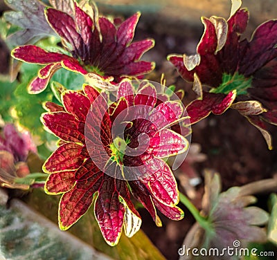 Closeup of Coleus or Painted nettle with dark purple leave on garden Stock Photo