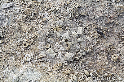 Collection macro common Illinois fossils Stock Photo