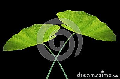 Closeup, Colocasia green leaf isolated on black background for design or stock photos, summer tropical plant, two flora Stock Photo