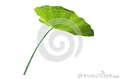 Closeup, Colocasia green leaf isolated on white background for design or stock photos, summer plant, single flora Stock Photo