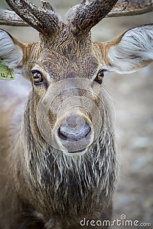 Closeup Color Photograph of a Deer in a zoo Stock Photo