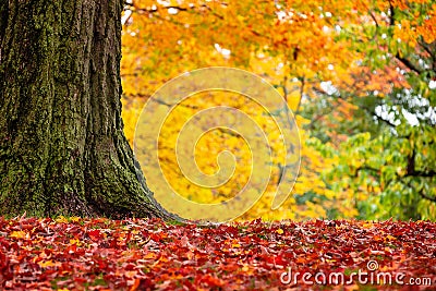 Closeup of autumn trees at a park in New England Stock Photo