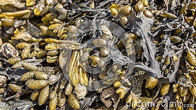 Closeup of colorful Bladder Wrack Fucus vesiculosus Stock Photo