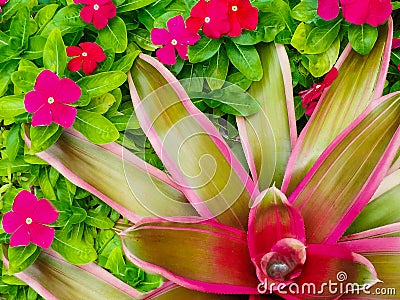 Bromeliad closeup bright red green pink Stock Photo