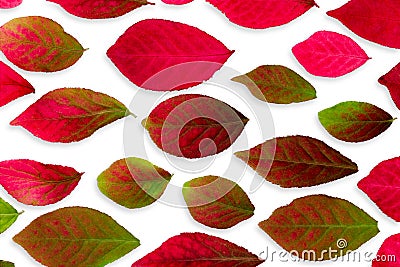 Closeup Colorful Burning Bush Leaves on White Stock Photo
