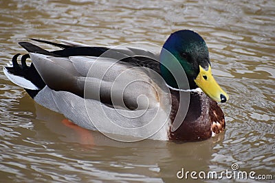 Closeup of a colorful drake swimming in a lake in Kassel, Germany Stock Photo