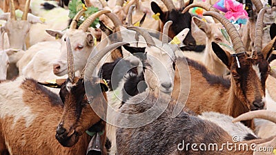 Closeup of colorful flock of goats together Stock Photo