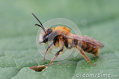 Closeup on a colorful fluffy male Tawny mining bee, Andrena fulva, sitting on a green leaf Stock Photo
