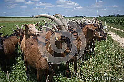 Closeup of colorful german noble goats in the pasture outside, walking along rural path on sunny day Stock Photo