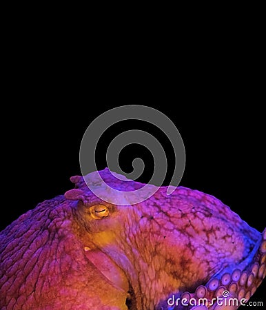 Colorful Giant Pacific Octopus on Black Background Stock Photo