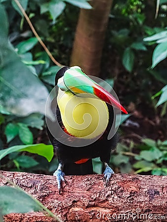 Closeup of a colorful keel billed toucan in papiliorama Stock Photo