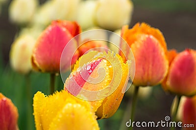 Closeup colorful live tulips with rain drops on the multicolored bokeh background Stock Photo