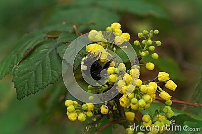 Closeup on the colorful North American Yellow-faced bumblebee, Bombus vosnesenskii drinking nectar Stock Photo