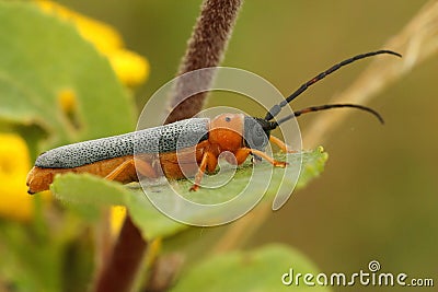 Closeup on a colorful orange longhorn beetle, Oberea oculata, Stock Photo
