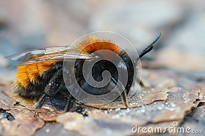 Closeup on a colorful red and black female Tawny mining bee , Andrena fulva sitting on wood Stock Photo
