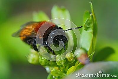 Closeup on colorful red furrey female Tawny mining bee, Andrena fulva sitting on a green leaf Stock Photo