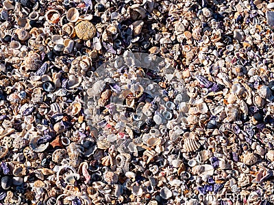 Closeup of colorful seashells on a beach Stock Photo