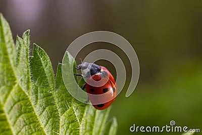 Closeup on the colorful seven-spot ladybird, Coccinella septempunctata on a green leaf in the garden Stock Photo