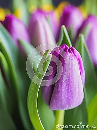 Closeup colorful tulips flowers growth in fresh spring at holiday warm sunlight in the farm Stock Photo