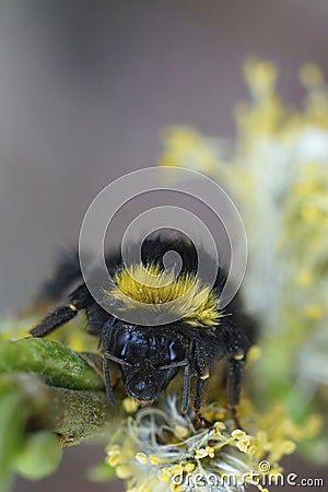 Closeup on a colorful but wed queen Early Nesting Bumble-bee, Bombus pratorum hanging onto a Salix twig Stock Photo
