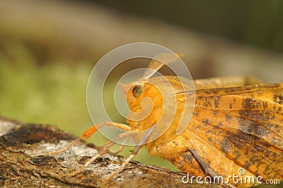 Closeup on the colorful yellow to orange European Large thorn geometer moth, Ennomos autumnaria, sitting with open wings Stock Photo