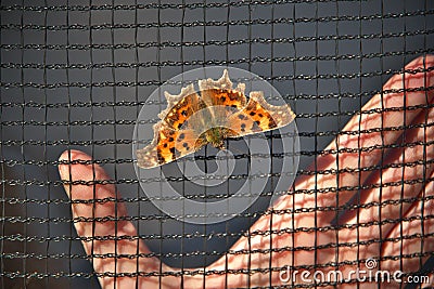 Orange butterfly on the trampoline safety net. Human palm of hand behind the net. Stock Photo