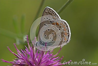 Closeup of a common blue butterfly Stock Photo